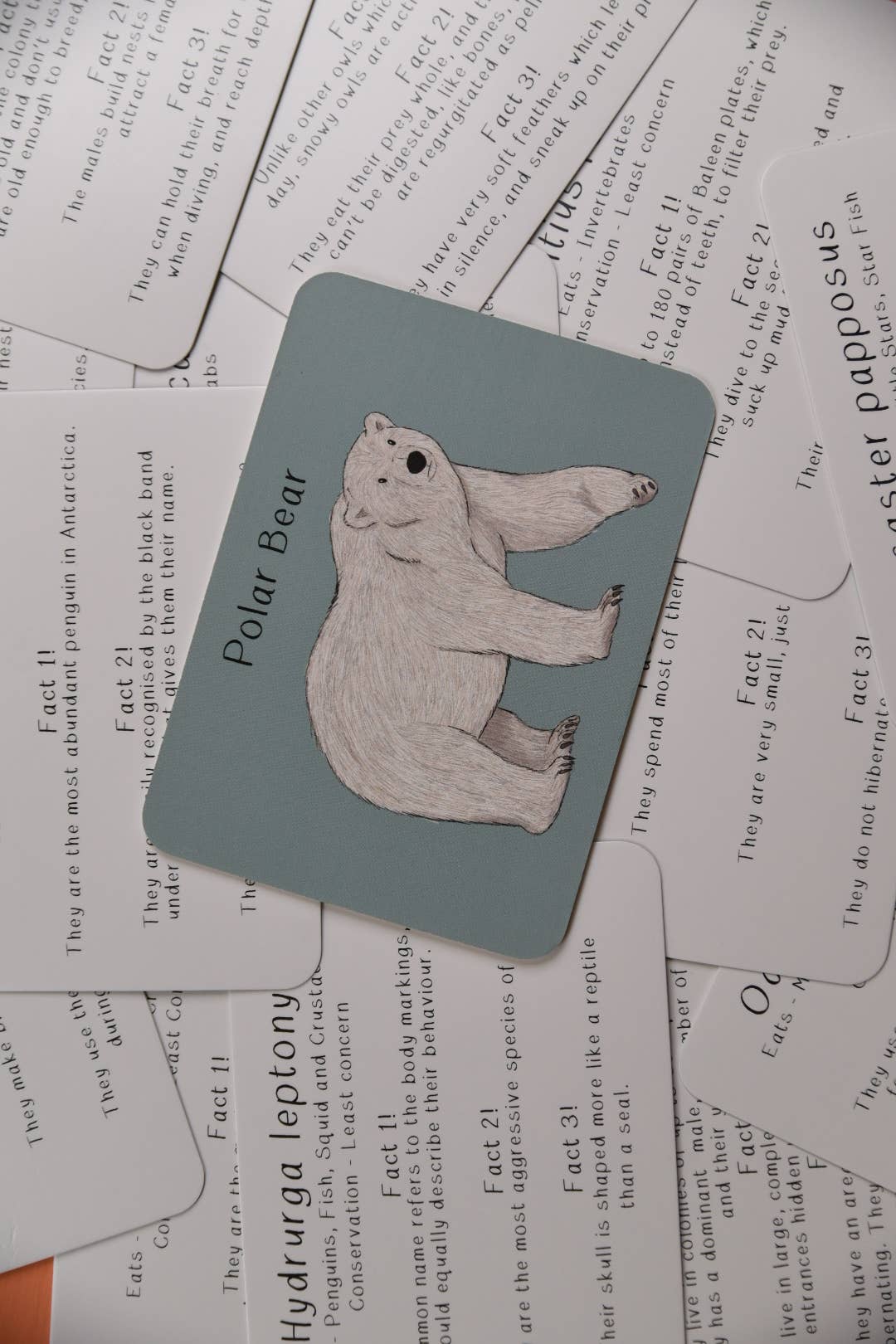 Button & Squirt - Amazing Polar Animals Fact Cards