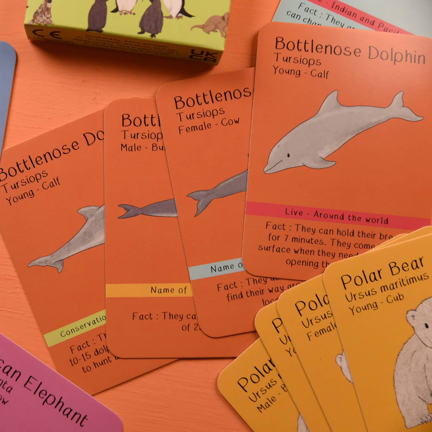 Button & Squirt - Amazing Animal Families Card Game
