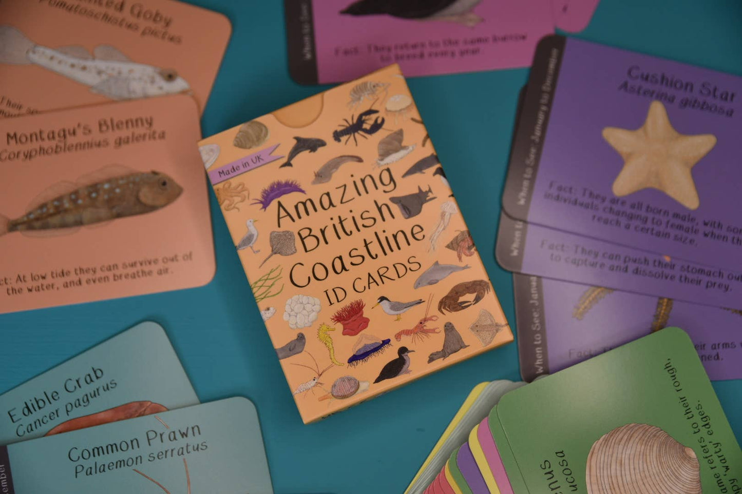 Button & Squirt - Amazing British Coastline ID Cards