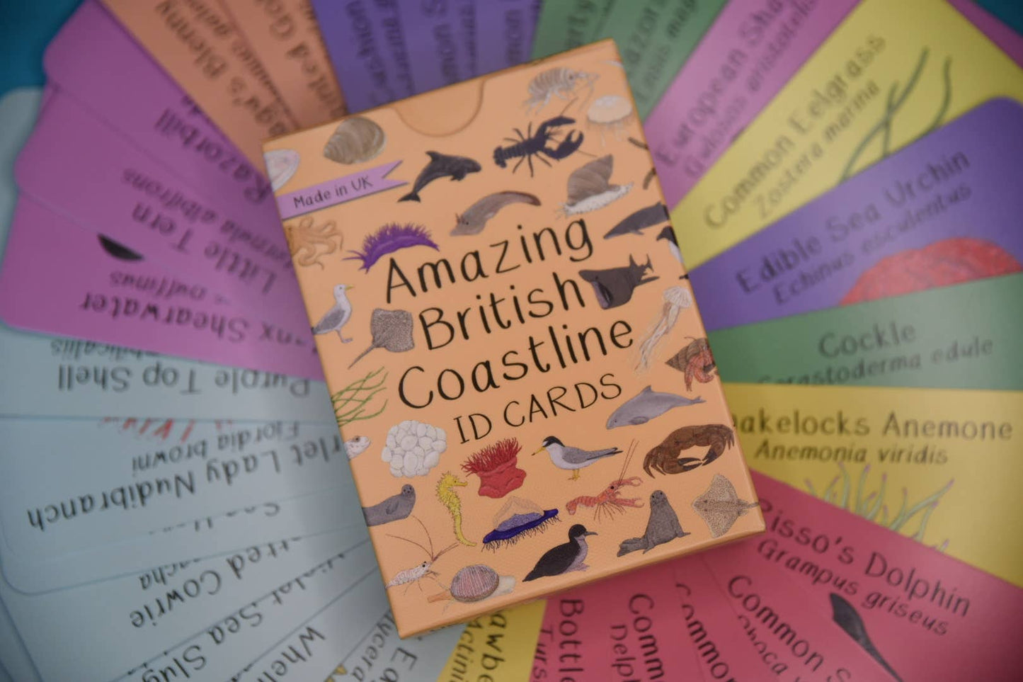 Button & Squirt - Amazing British Coastline ID Cards