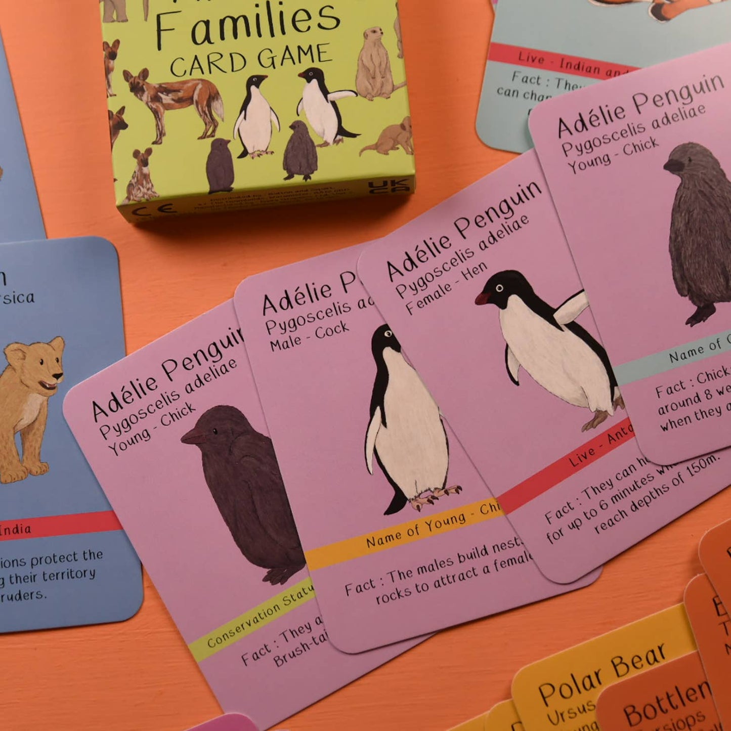 Button & Squirt - Amazing Animal Families Card Game