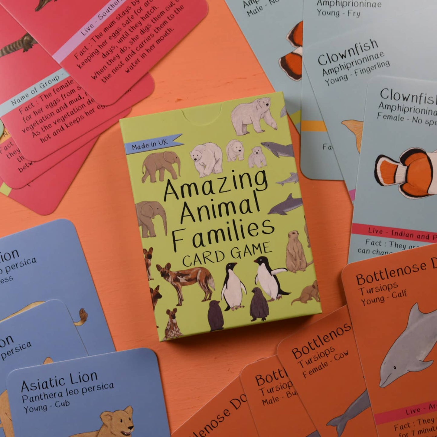 Button & Squirt - Amazing Animal Families Card Game