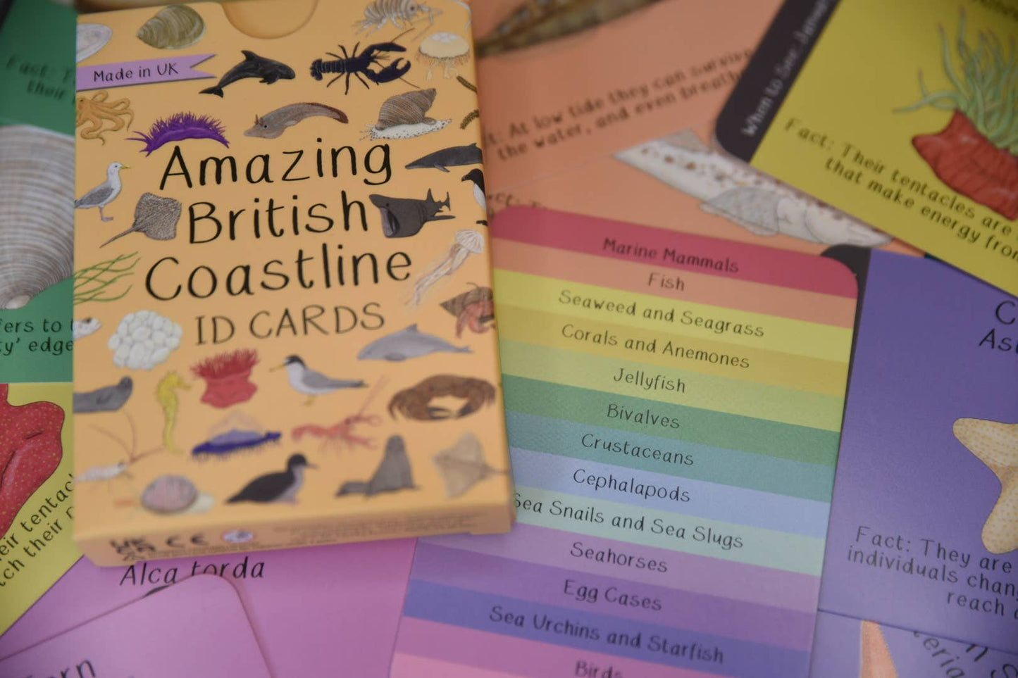 Button & Squirt - Amazing British Coastline ID Cards