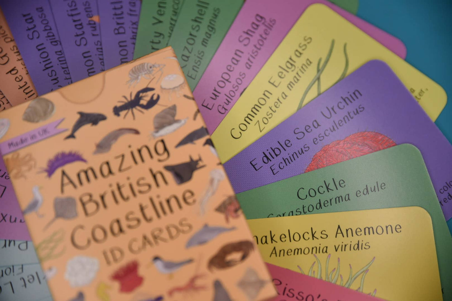 Button & Squirt - Amazing British Coastline ID Cards