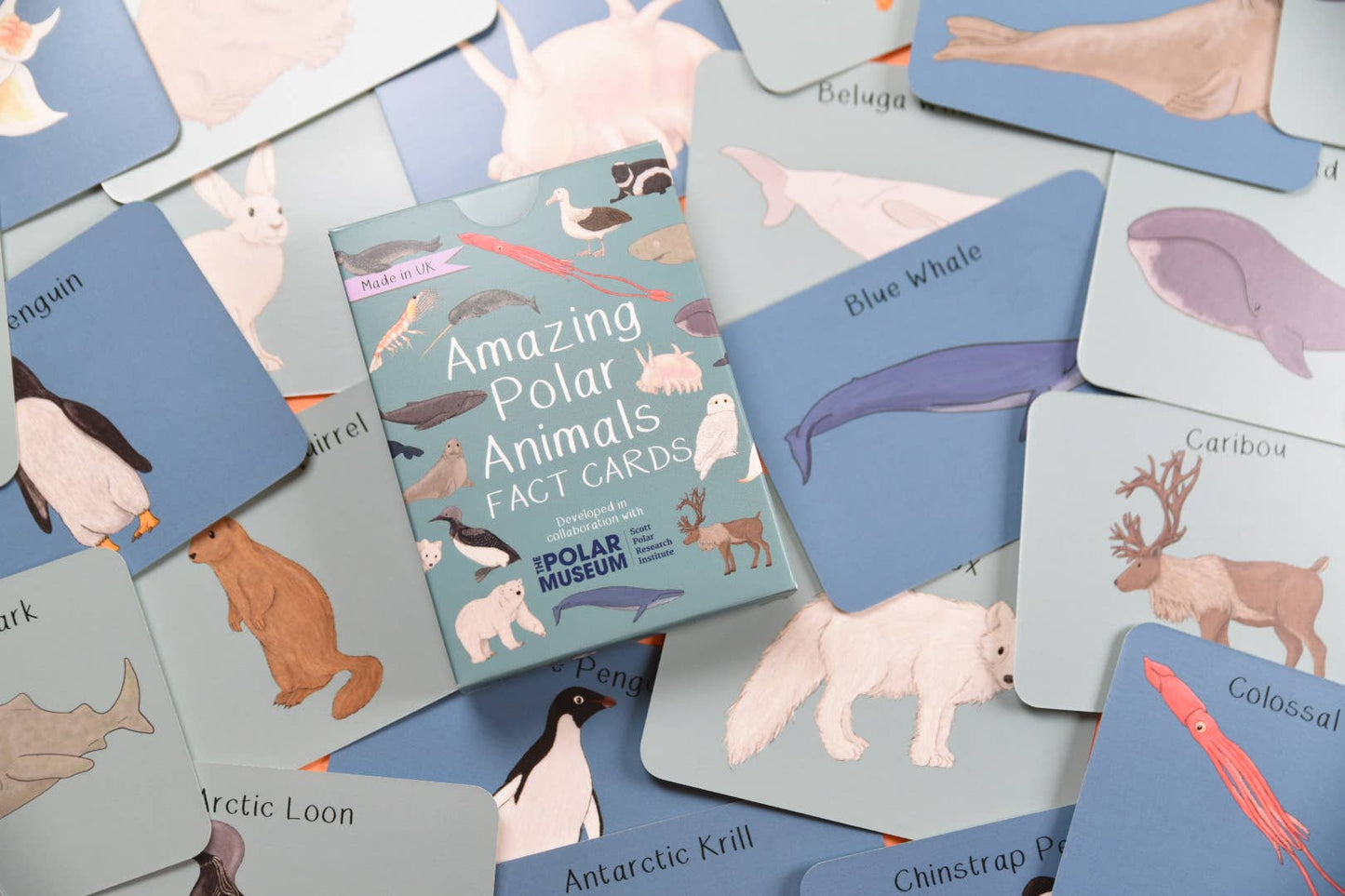 Button & Squirt - Amazing Polar Animals Fact Cards