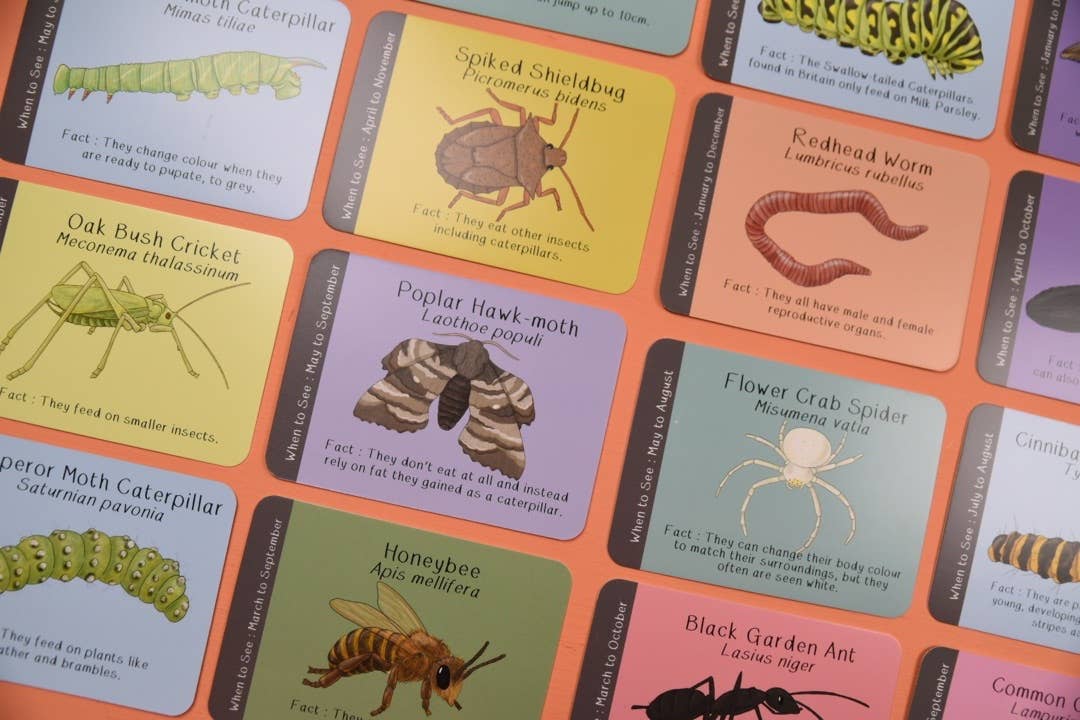 Button & Squirt - Amazing British Bugs ID Cards