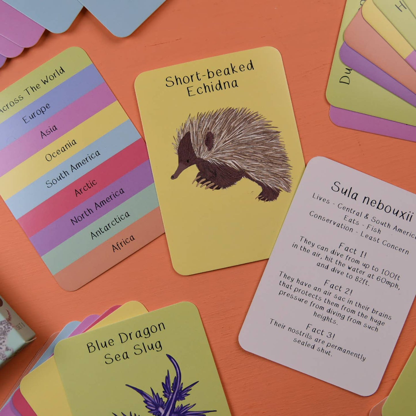 Button & Squirt - Amazing Animals Fact Cards Set One