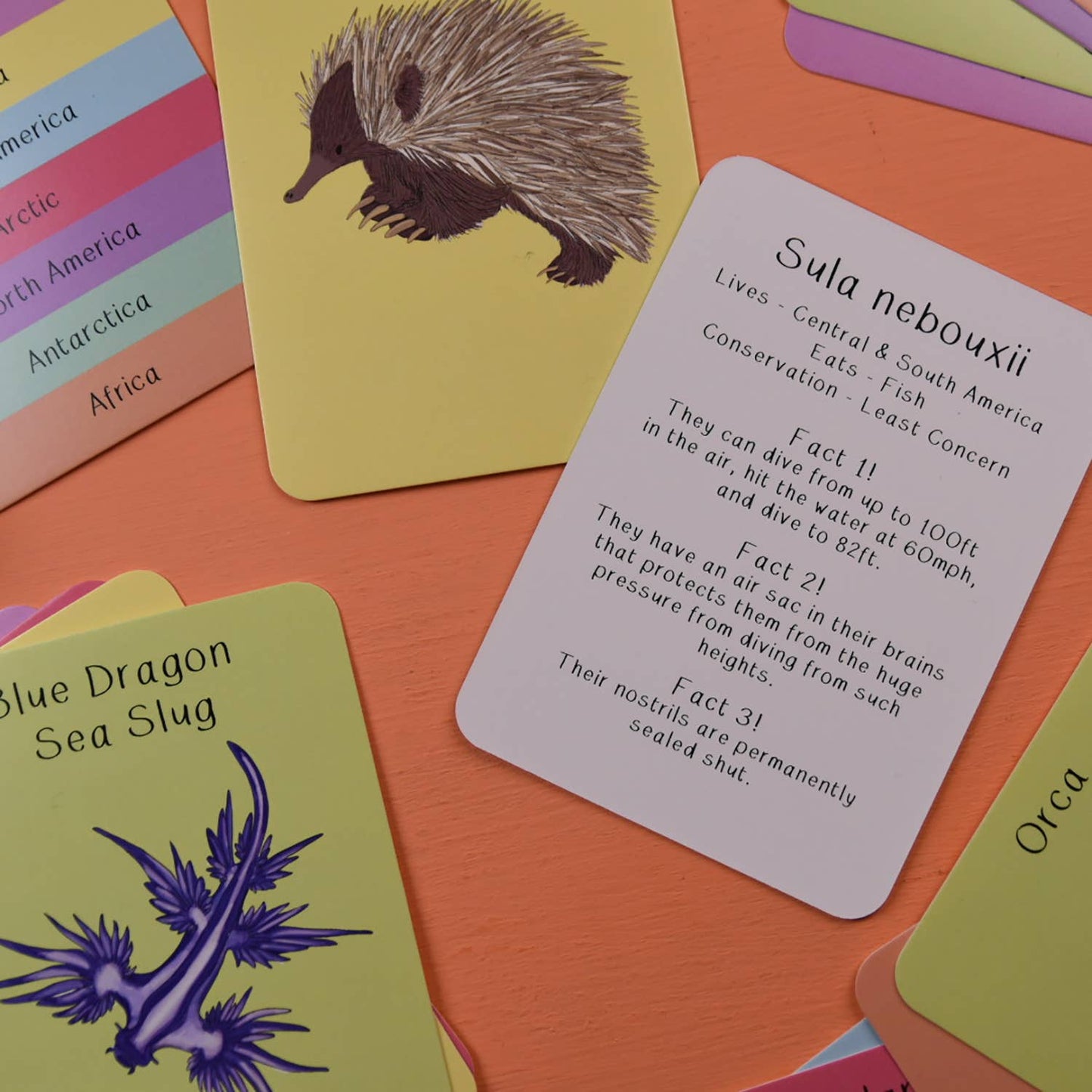 Button & Squirt - Amazing Animals Fact Cards Set One
